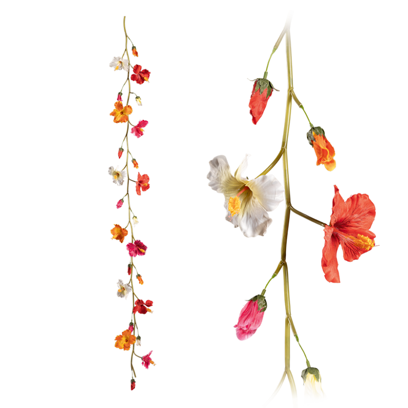 Blume, Pflanze, Blütenblatt, Acanthaceae, Blumen-Arrangement