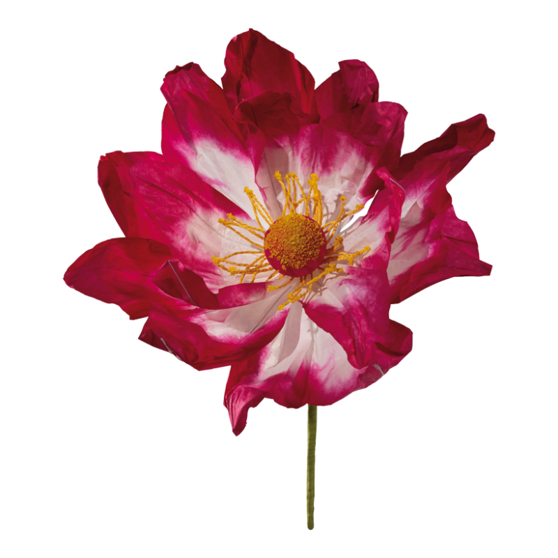 Blütenstaub, Anemone, Blume, Blütenblatt, Ein anderes