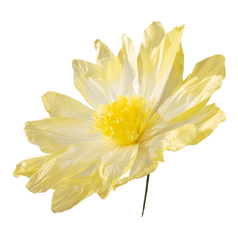 Blume, Blütenblatt, Gänseblümchen, Dahlie, Anemone