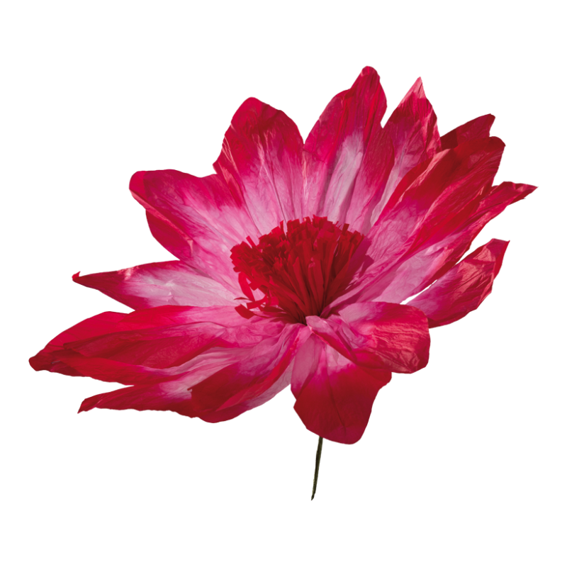 Blume, Dahlie, Blütenblatt, Ein anderes, Rose