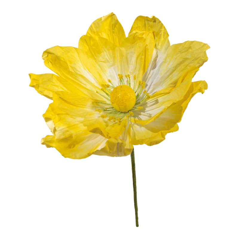 Anemone, Blume, Blütenblatt, Blütenstaub, Ein anderer